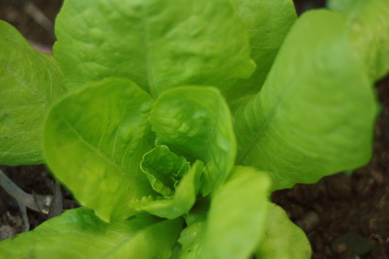 Fresh Garden Salad